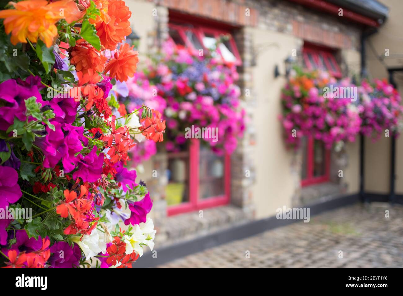 Ornamental Street Flowers Dublin Ireland Stock Photo Alamy
