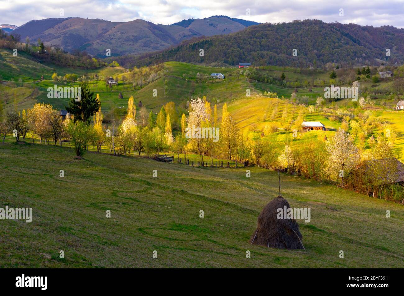 Beautiful Landscape with sunset light and blooming trees Stock Photo ...