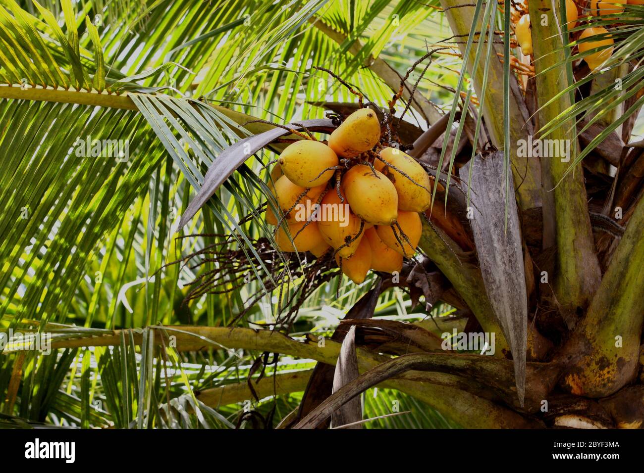 Close up of Coconut Tree Stock Photo - Alamy