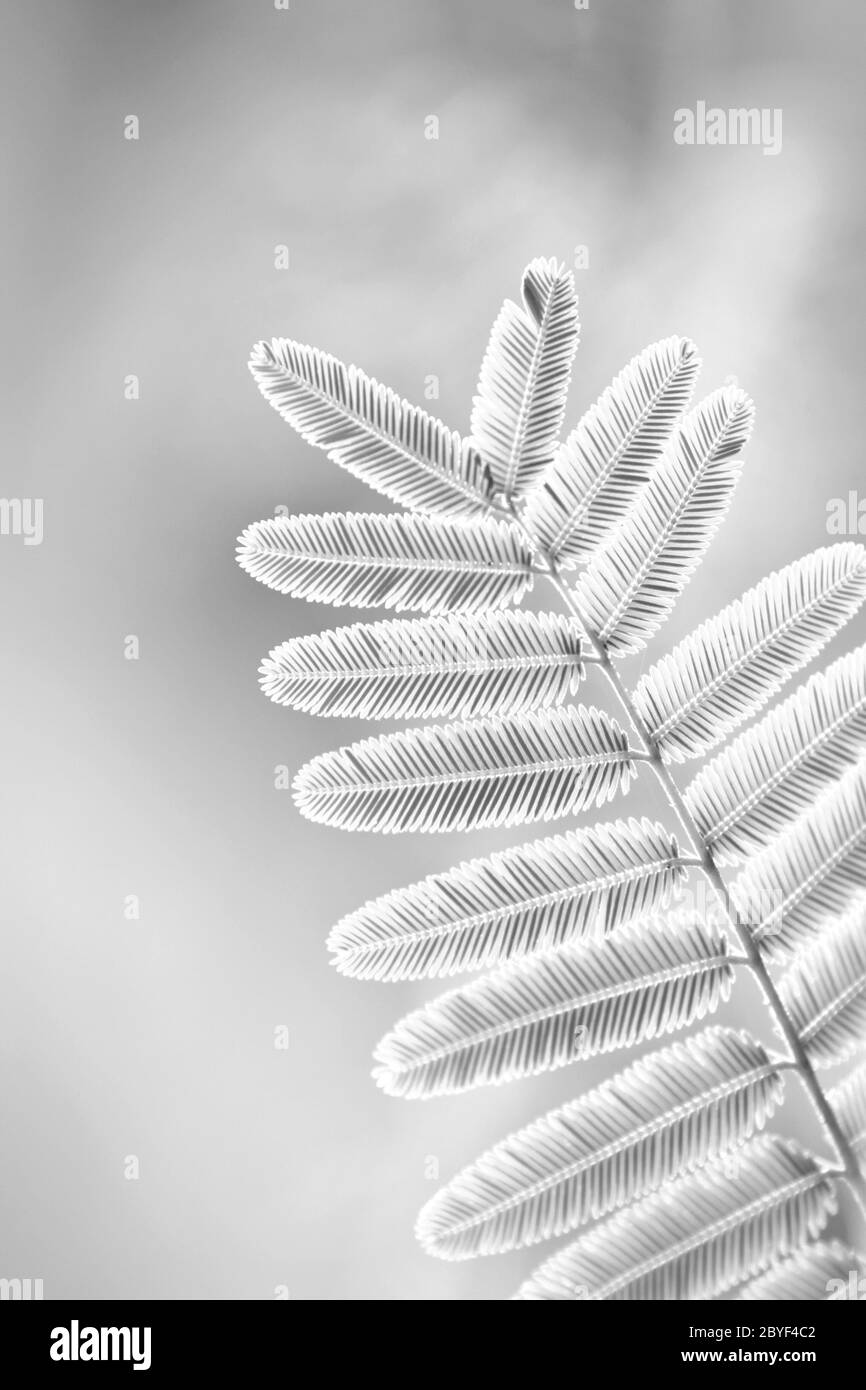 Structures of the leaf Black and White Stock Photos & Images - Alamy