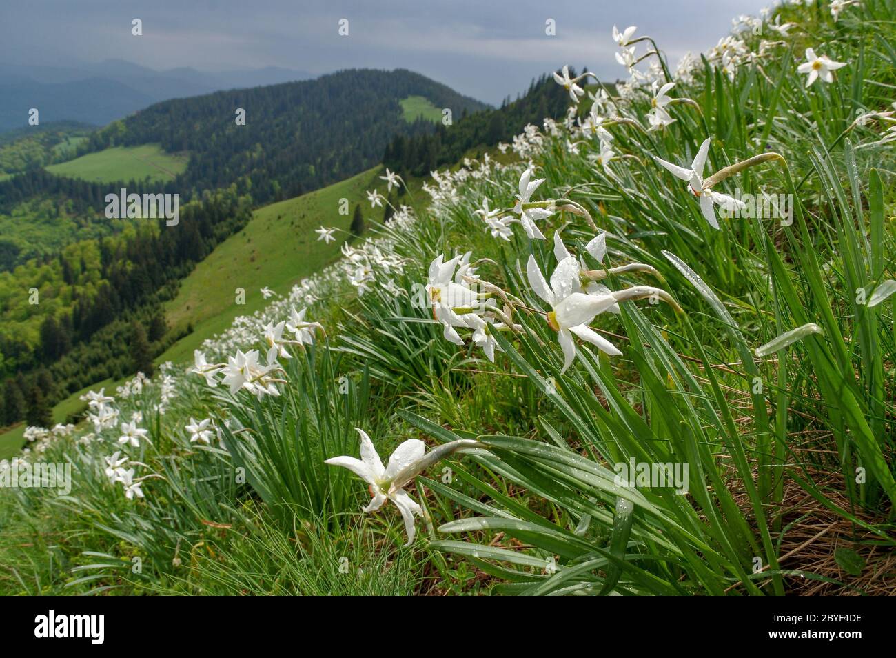 Spring Wild Group Group wild seasonal spring hi-res stock photography and images - Alamy