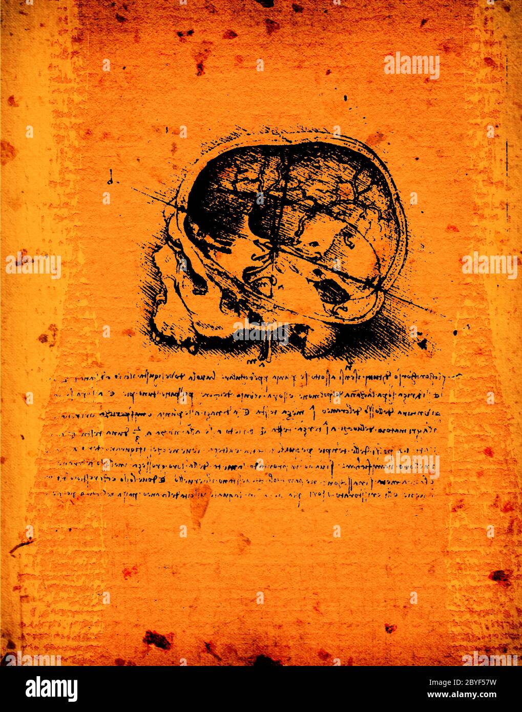 Anatomy art by Leonardo Da Vinci from 1492 on textured background Stock