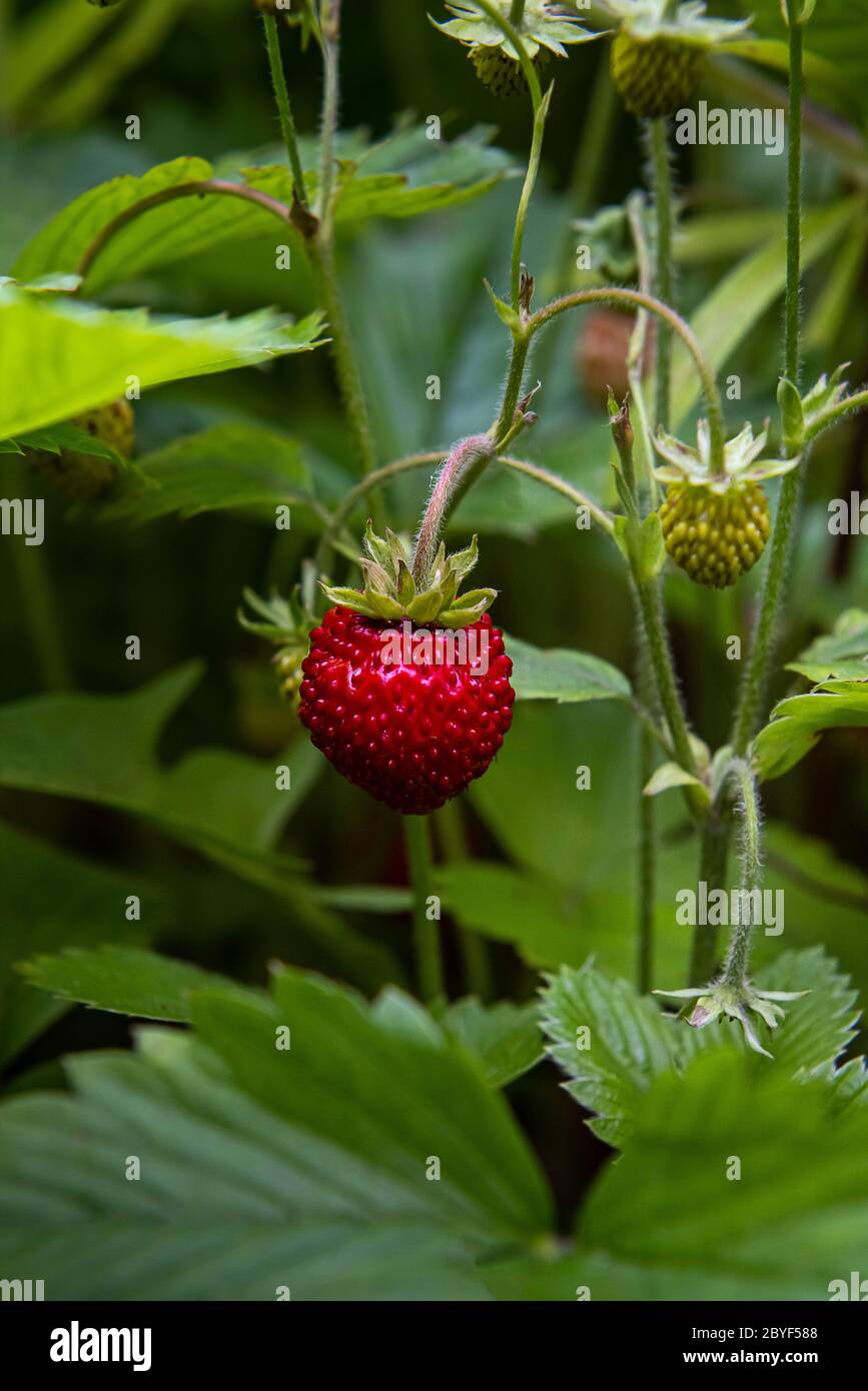 Red strawberry plant with ripe and green berries in garden. Natural ...