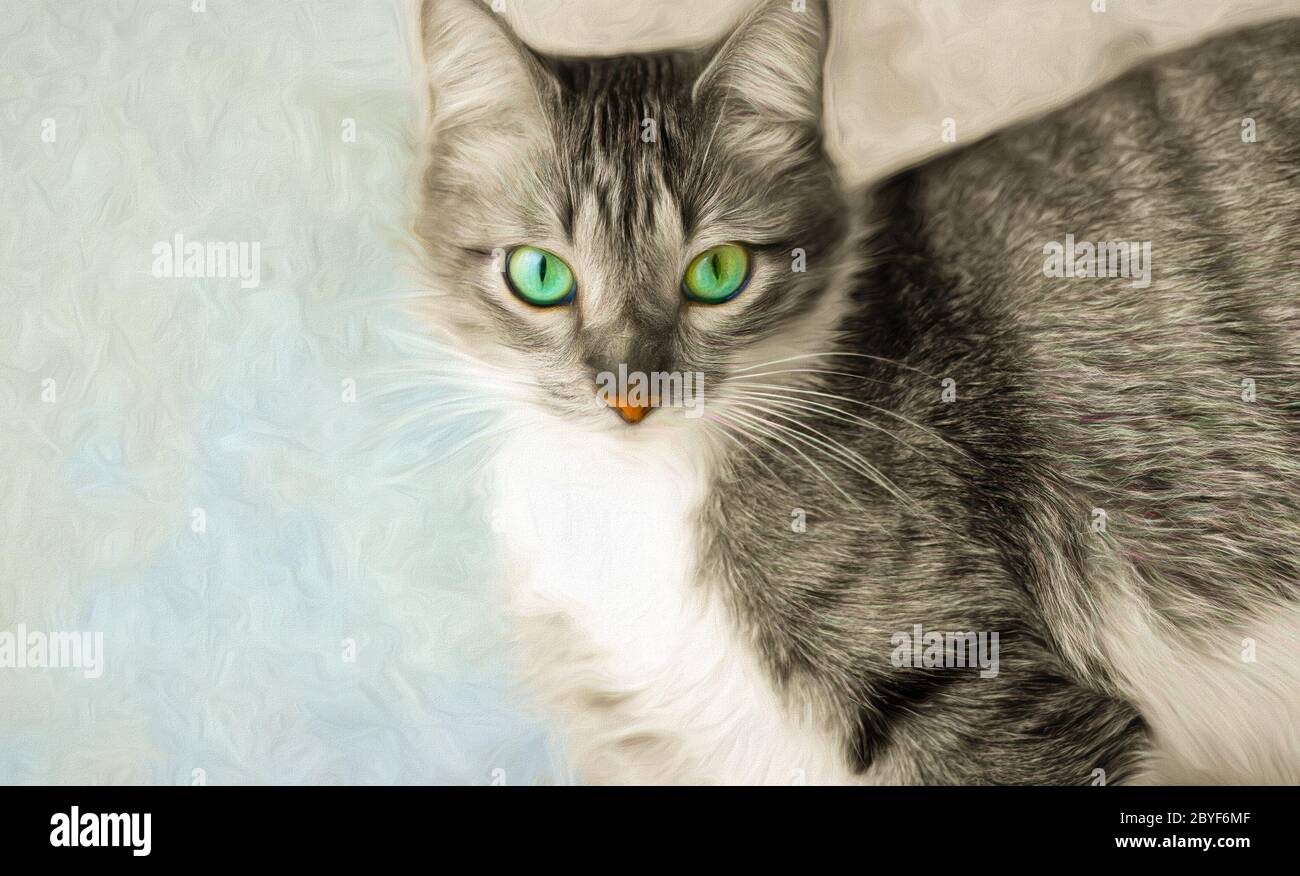 A Green eyed Cat is Looking Right at the Camera Stock Photo