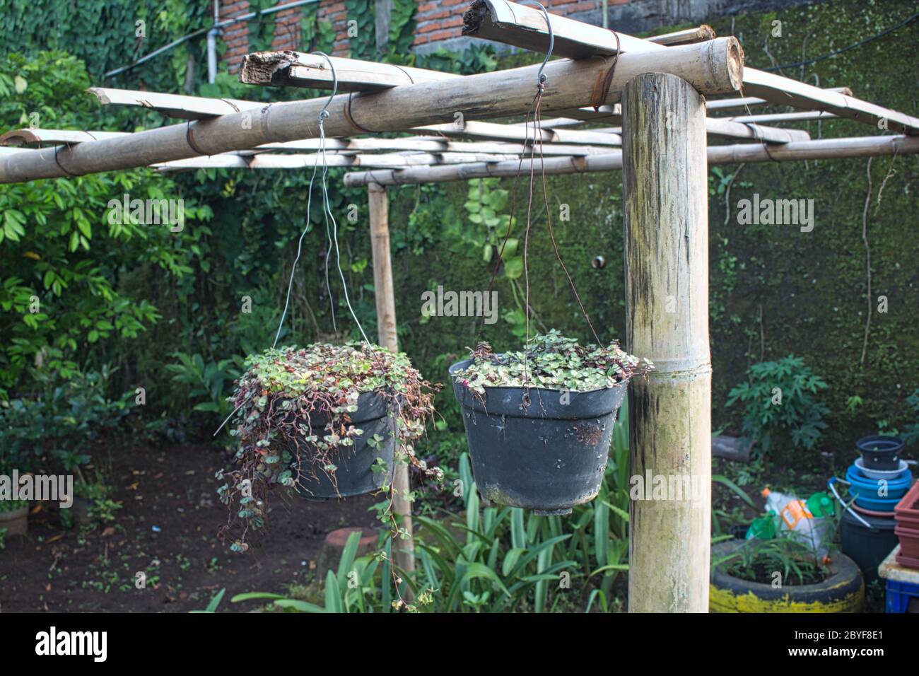 Wall fern gardening hi-res stock photography and images - Alamy