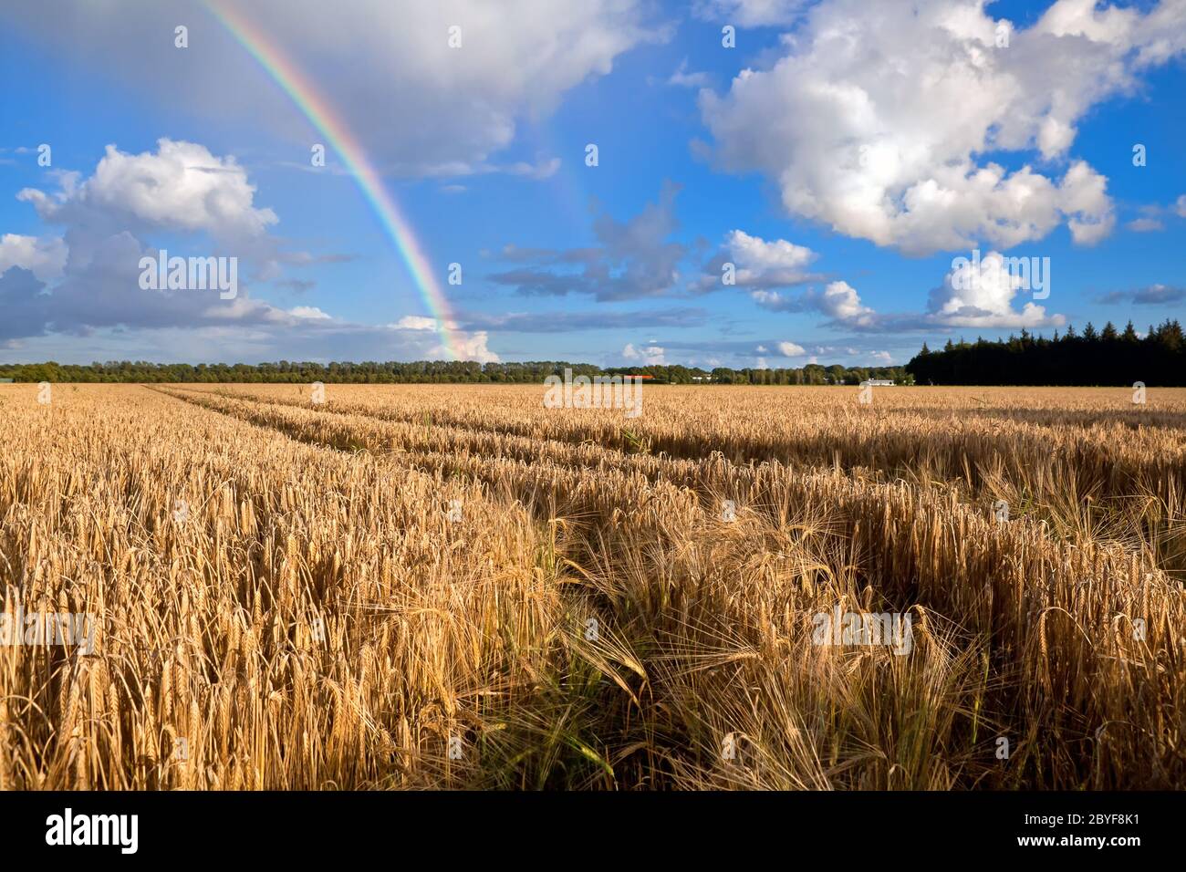 Rain over wheat field hi-res stock photography and images - Alamy