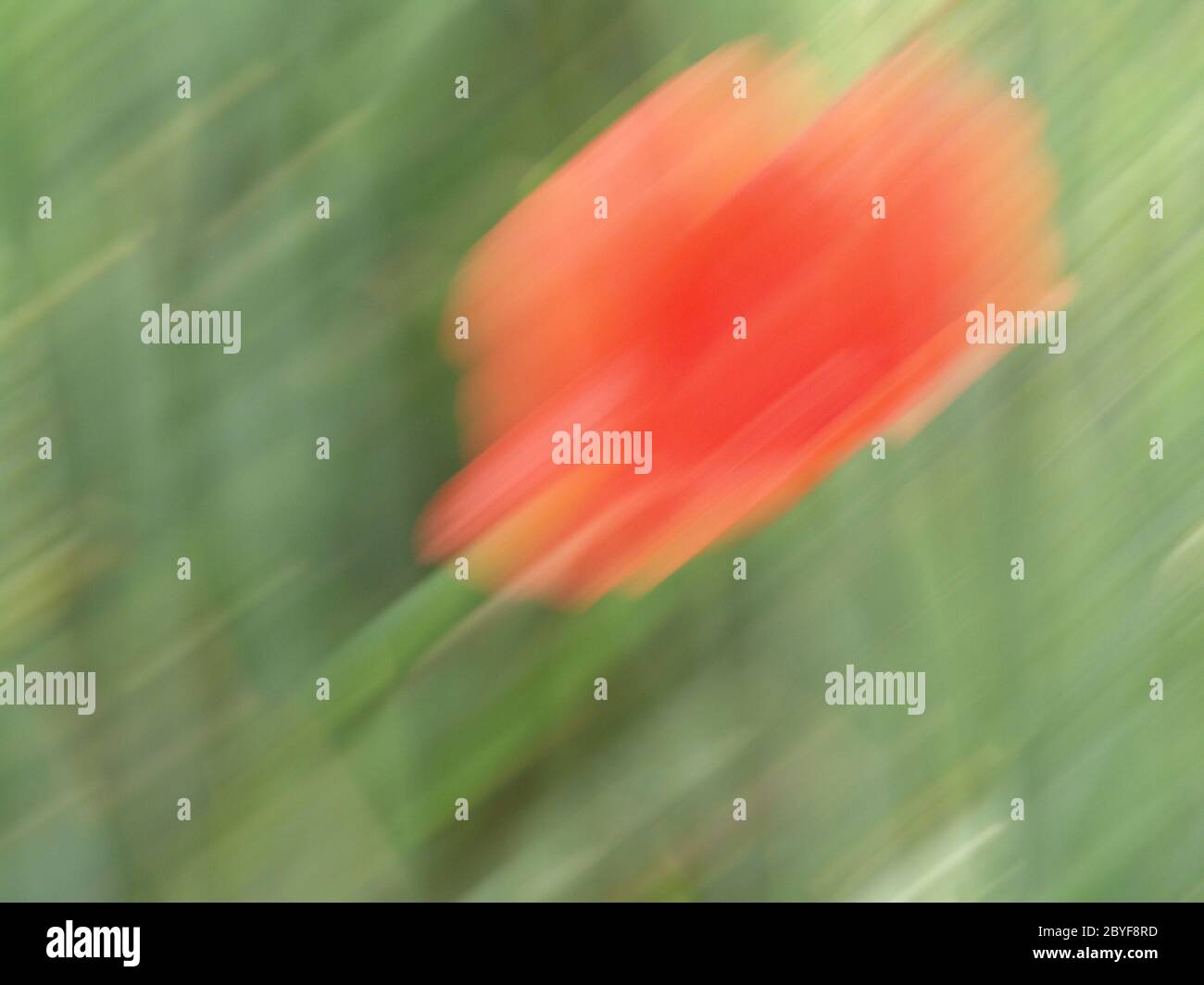 Poppy blossom Stock Photo