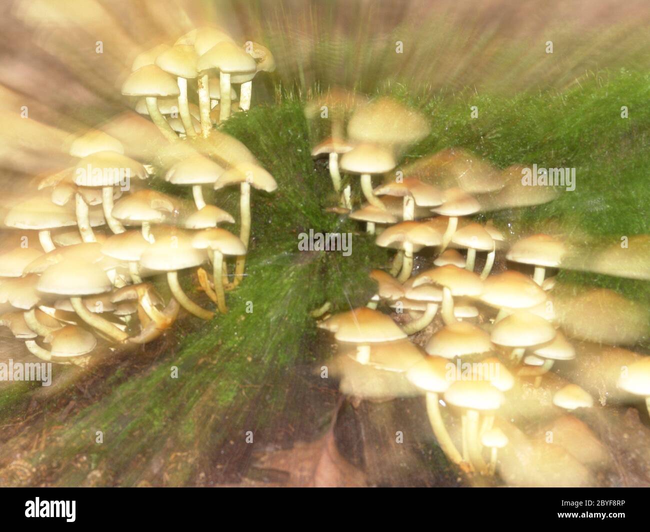 Intoxicating mushrooms Stock Photo