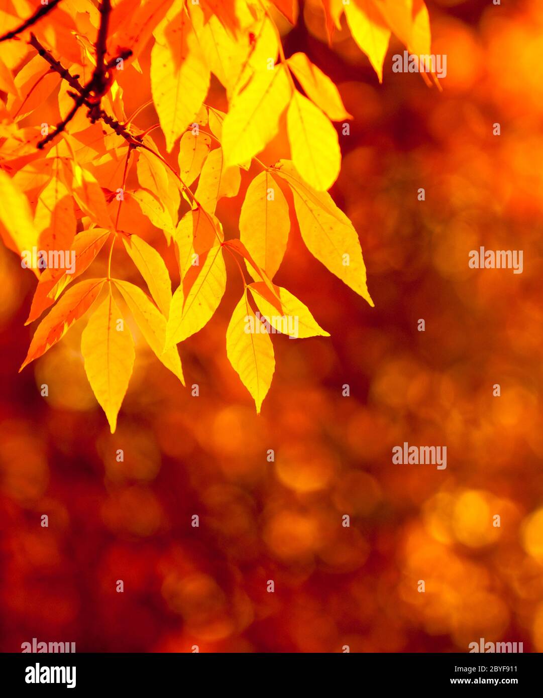 Autumn leaves, very shallow focus Stock Photo
