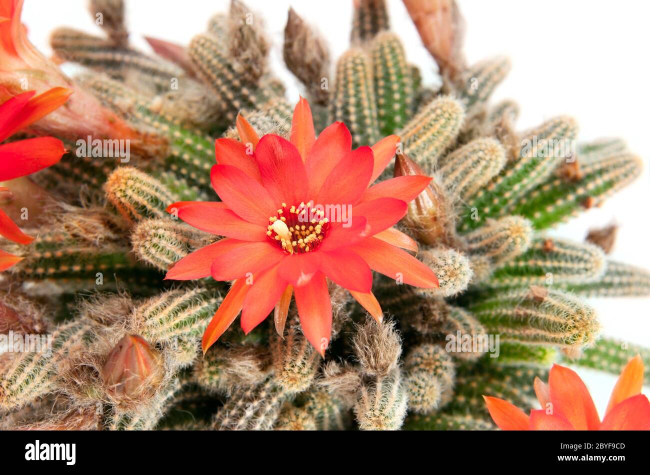 Red cactus flower over white Stock Photo