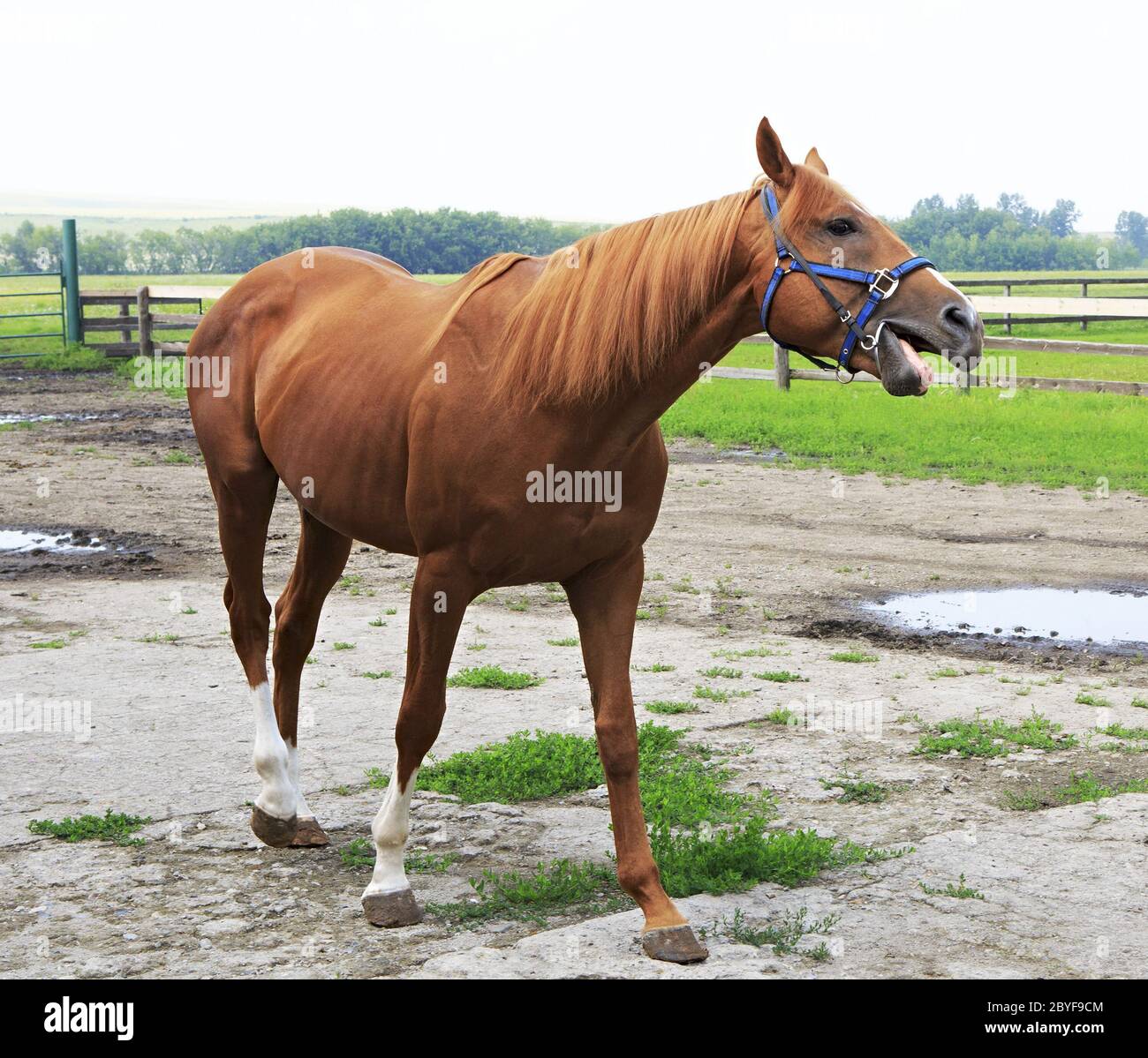 Beautiful horse chestnut stallion British breed (Thoroughbred Stock Photo Alamy