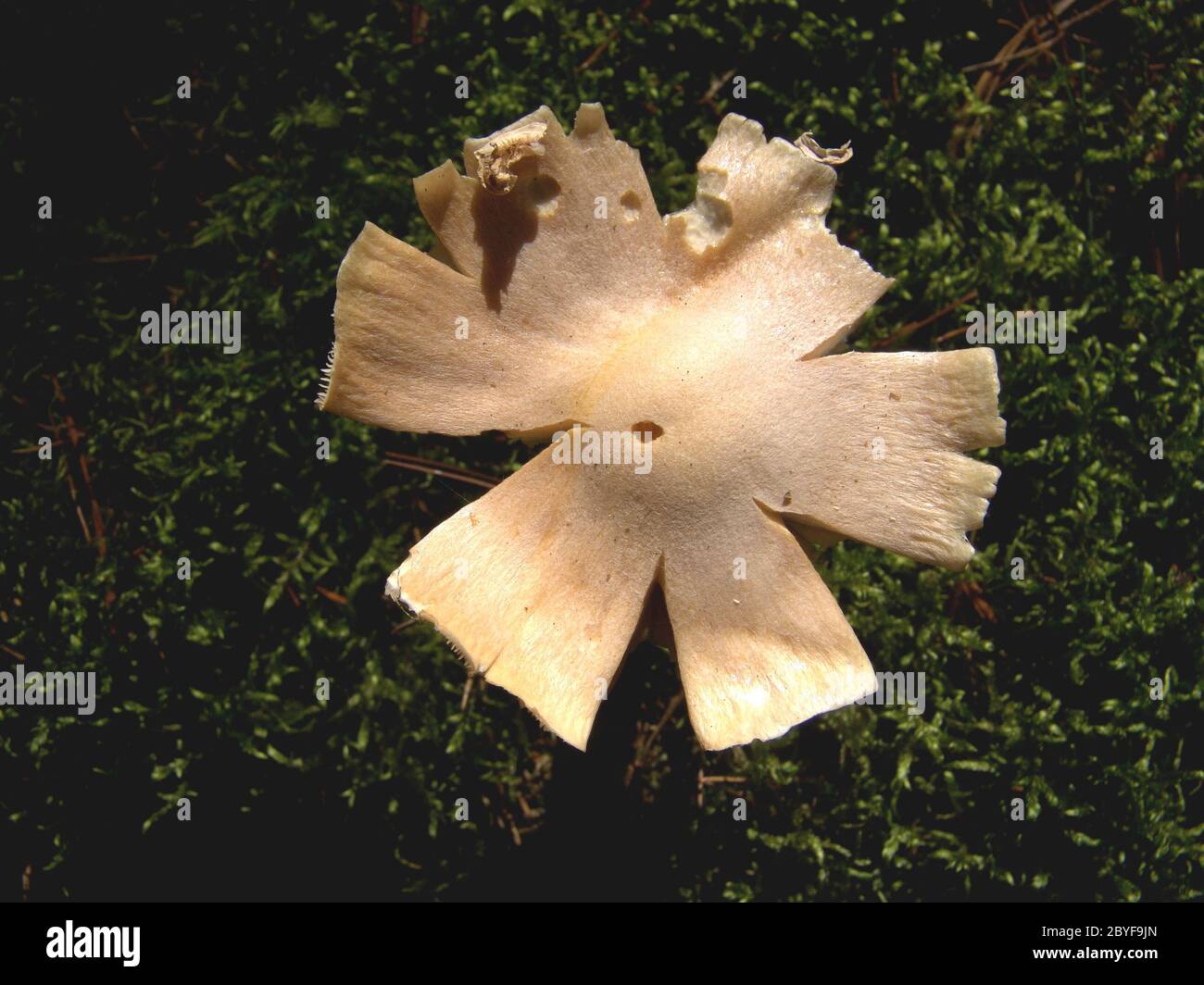 Cultivated mushroom Stock Photo