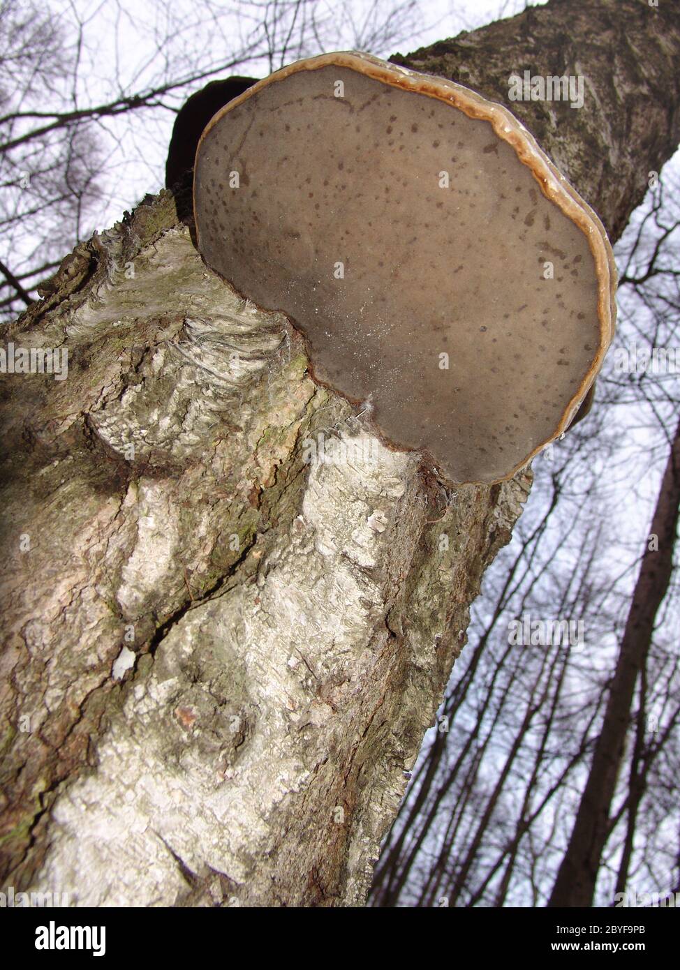 Tree sponge on birch Stock Photo