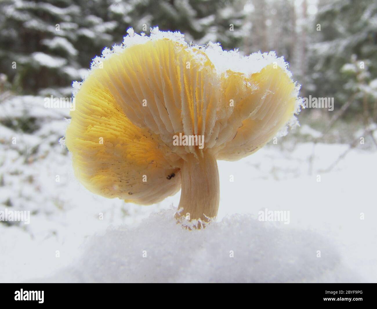 Mushroom in snow Stock Photo