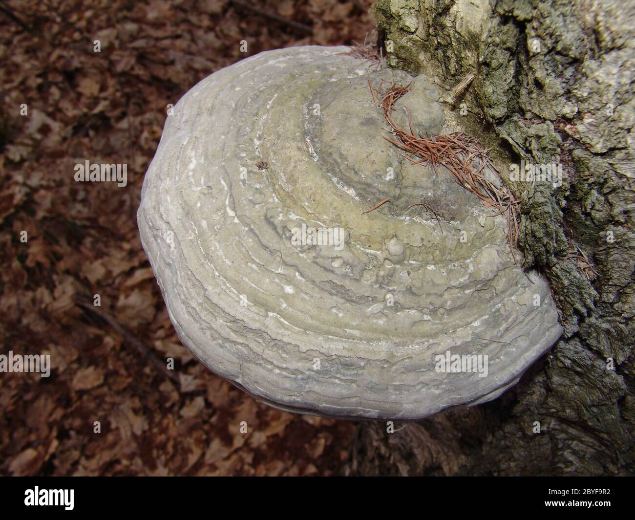 Tree-sponge Stock Photo
