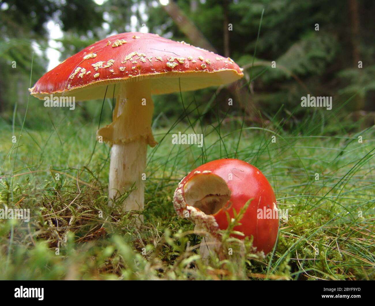 Toadstool with snail Stock Photo
