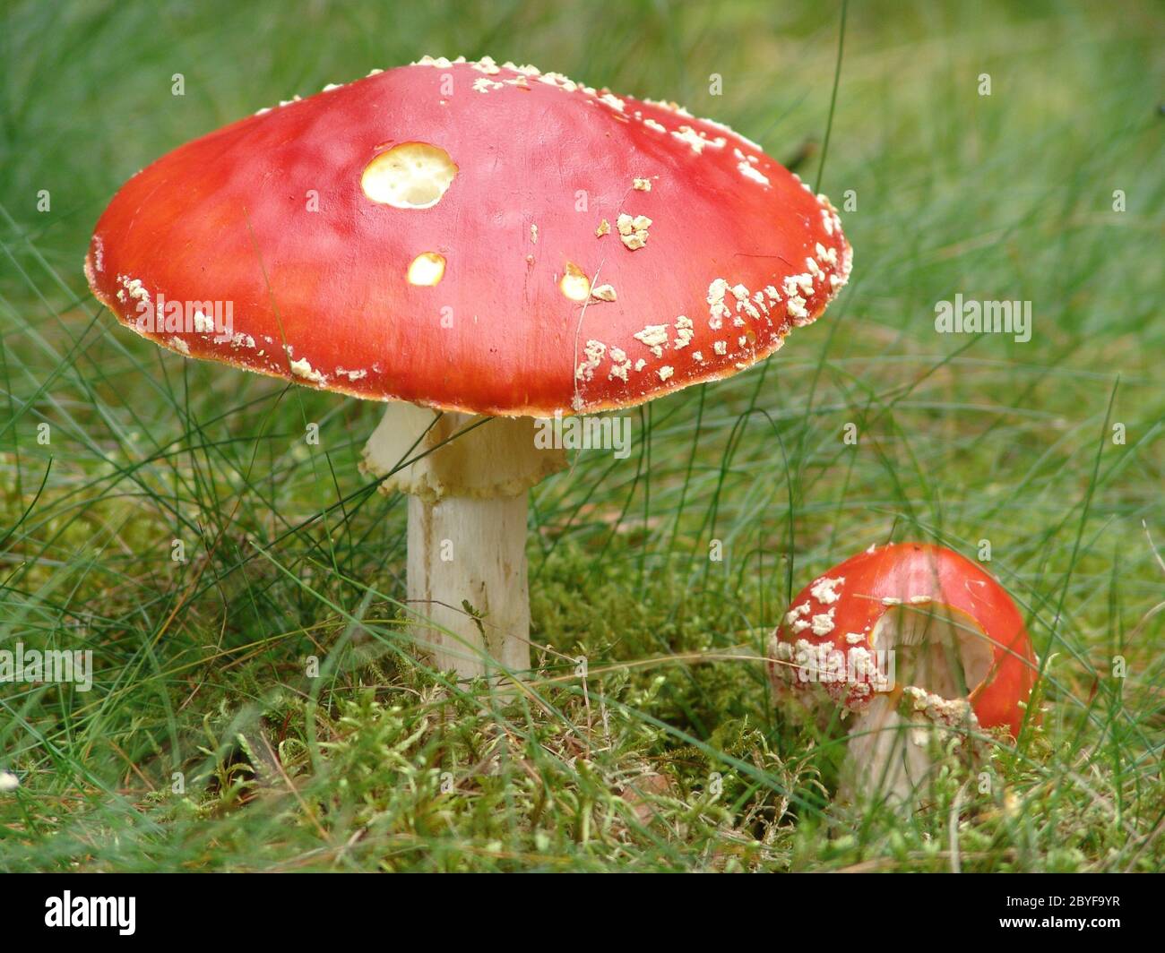 Toadstools with snail Stock Photo