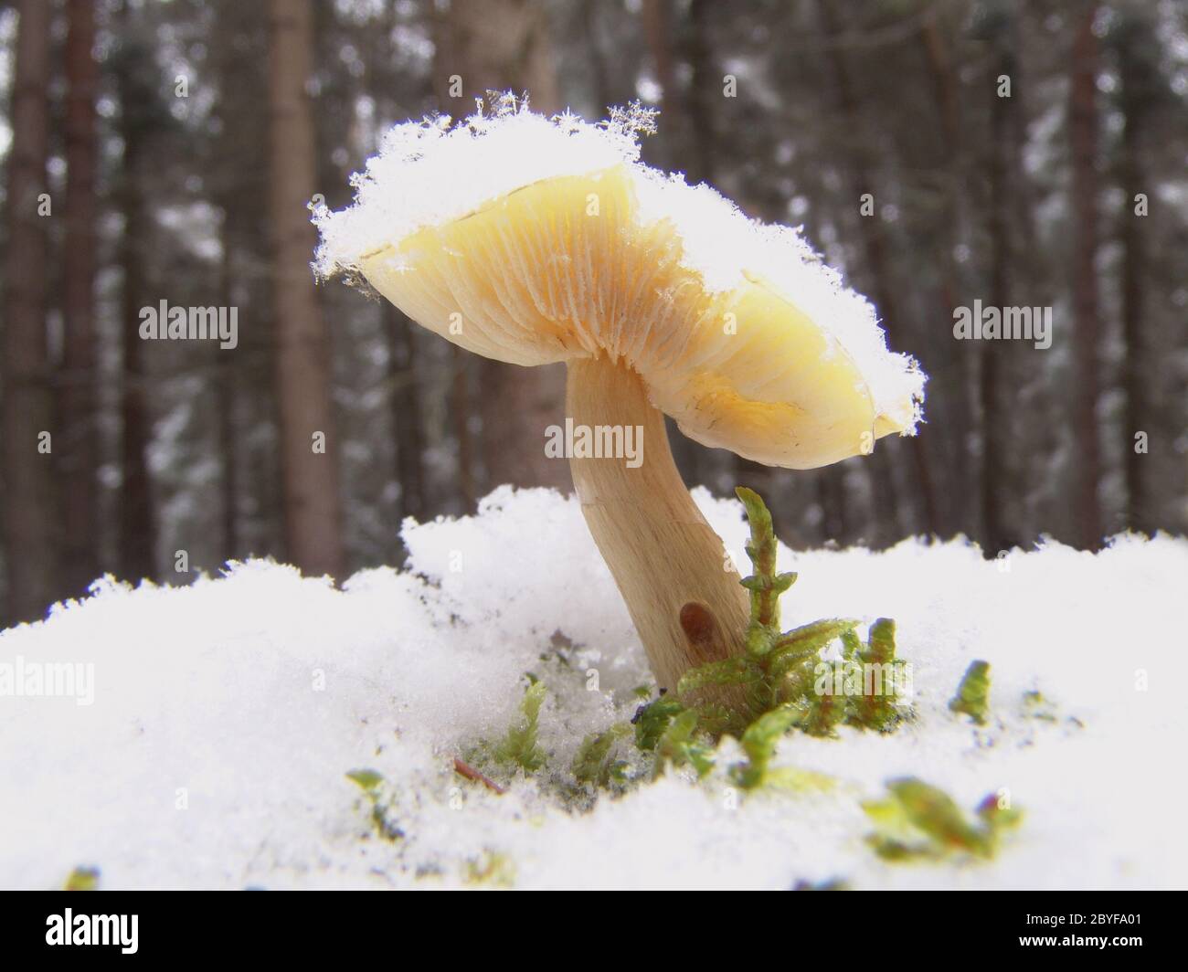 Mushrooms in snow Stock Photo