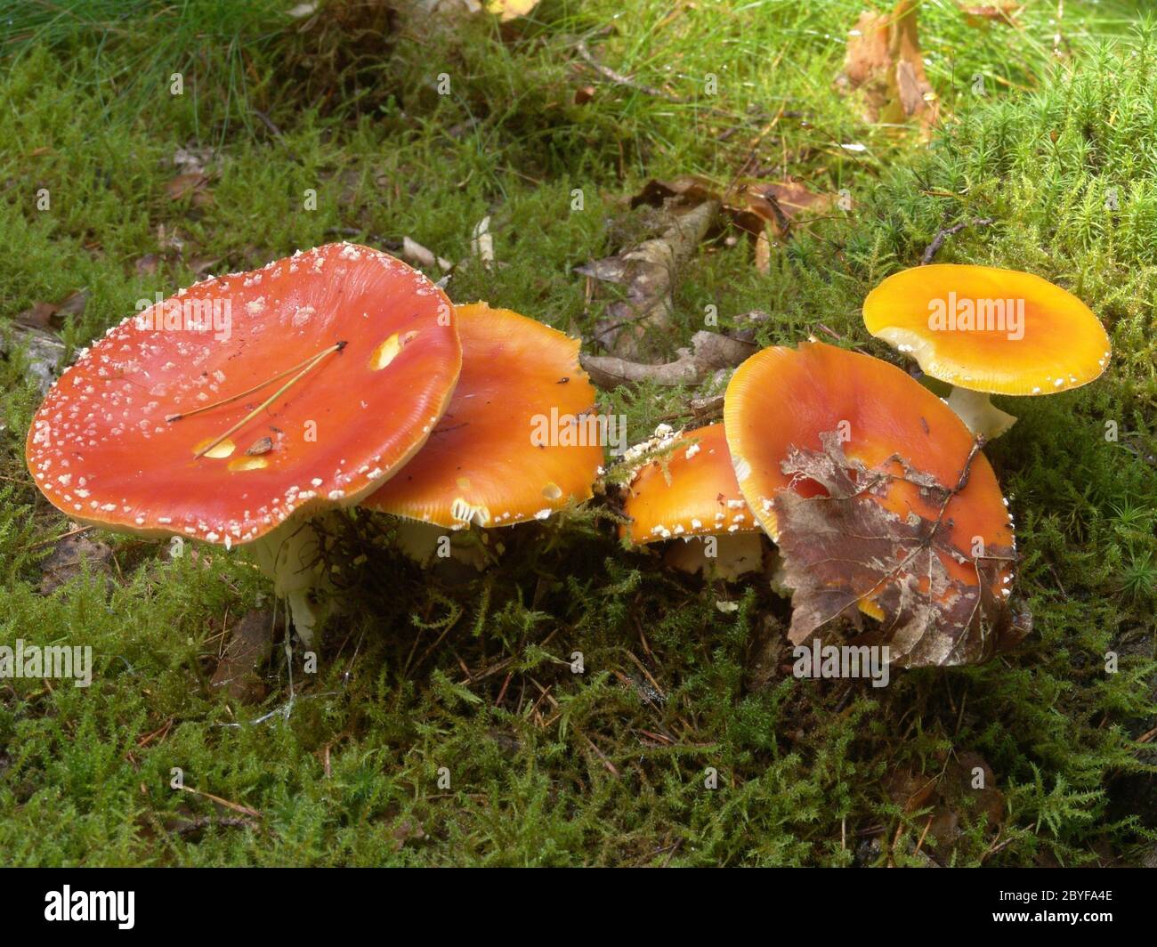 Fly agaric group Stock Photo