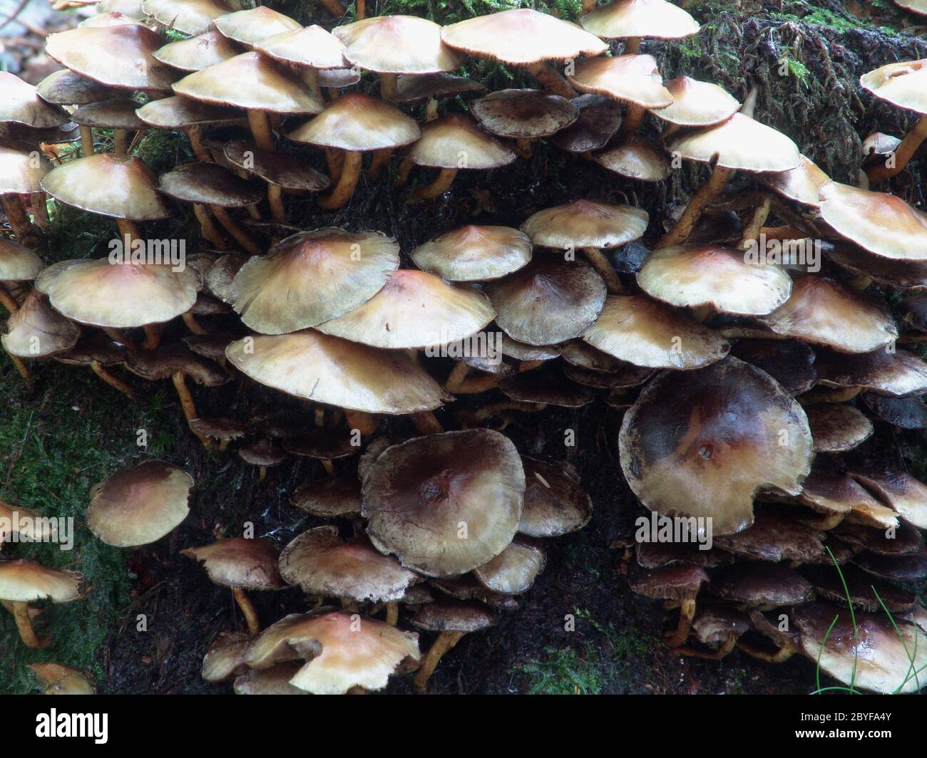 Green-leaved sulfur head Stock Photo