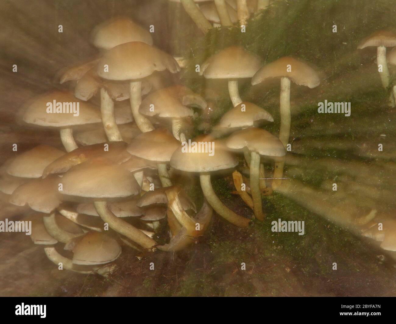 Magic mushrooms Stock Photo