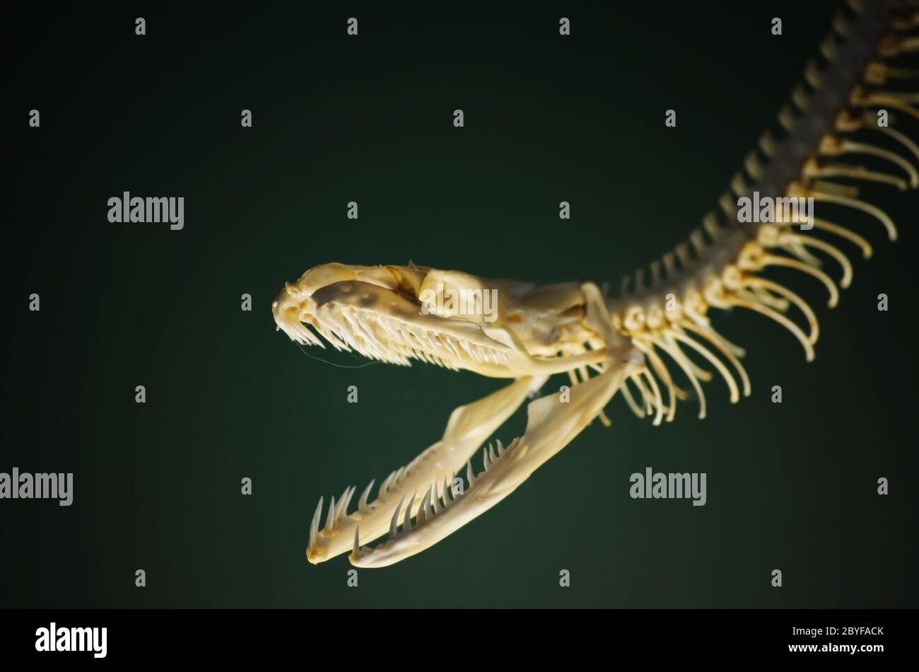 Skeleton of snake hi-res stock photography and images - Alamy