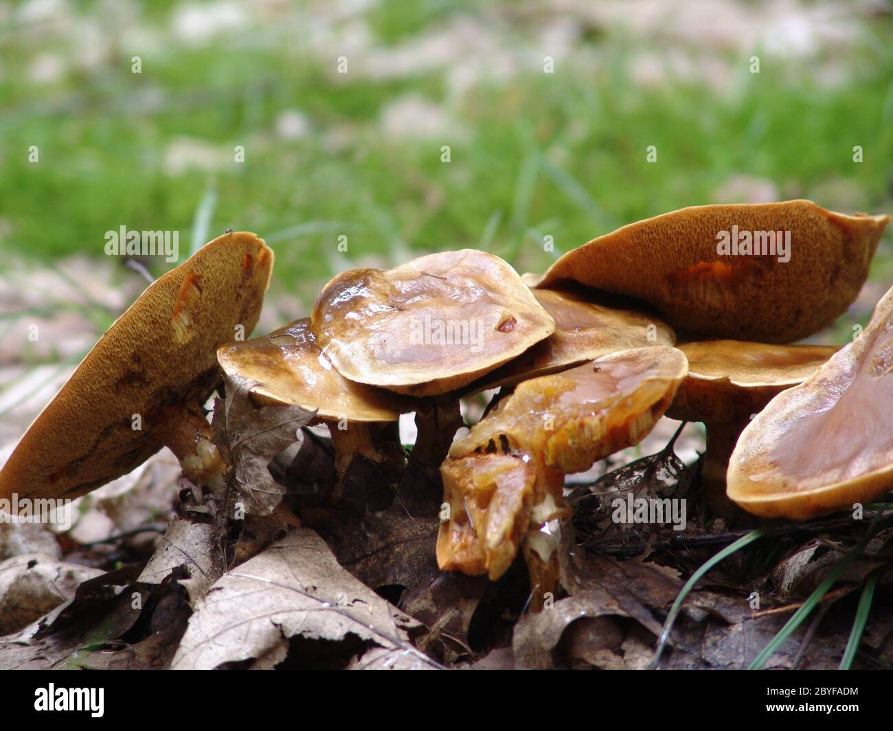 Old mushrooms Stock Photo