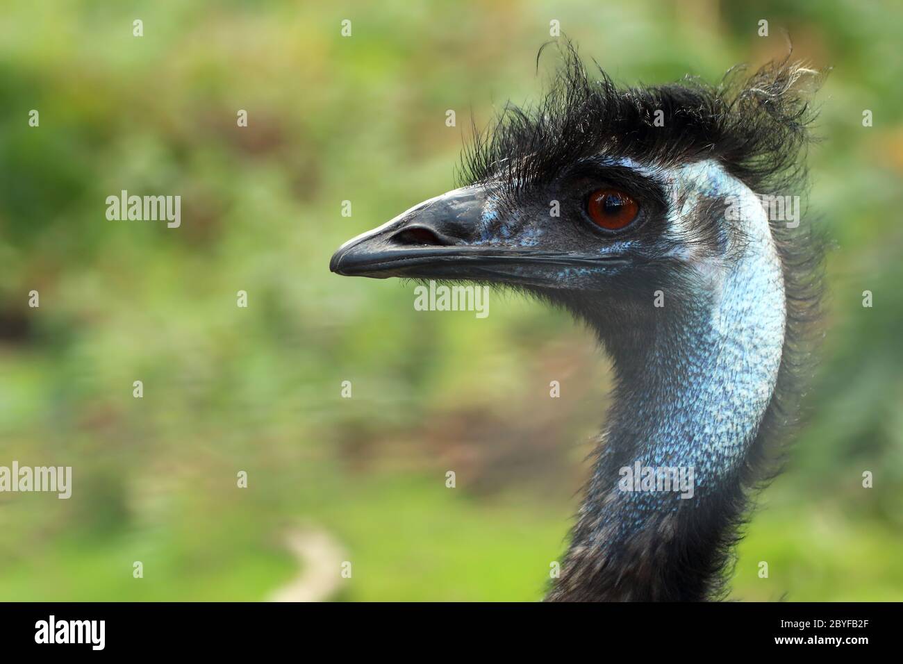 Emus hi-res stock photography and images - Alamy