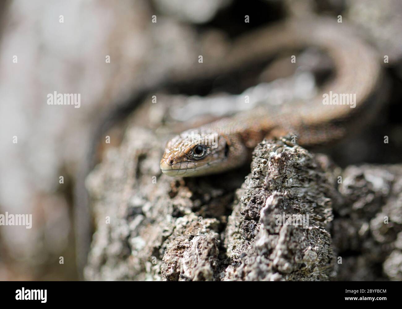 Little brown lizard on a tree Stock Photo