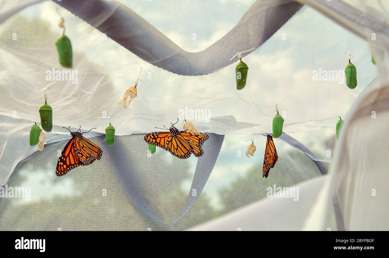 Monarch butterflies emerging in butterfly raising habitat. Several chrysalises hanging from the cage ceiling. Emerged butterflies drying their wings. Stock Photo