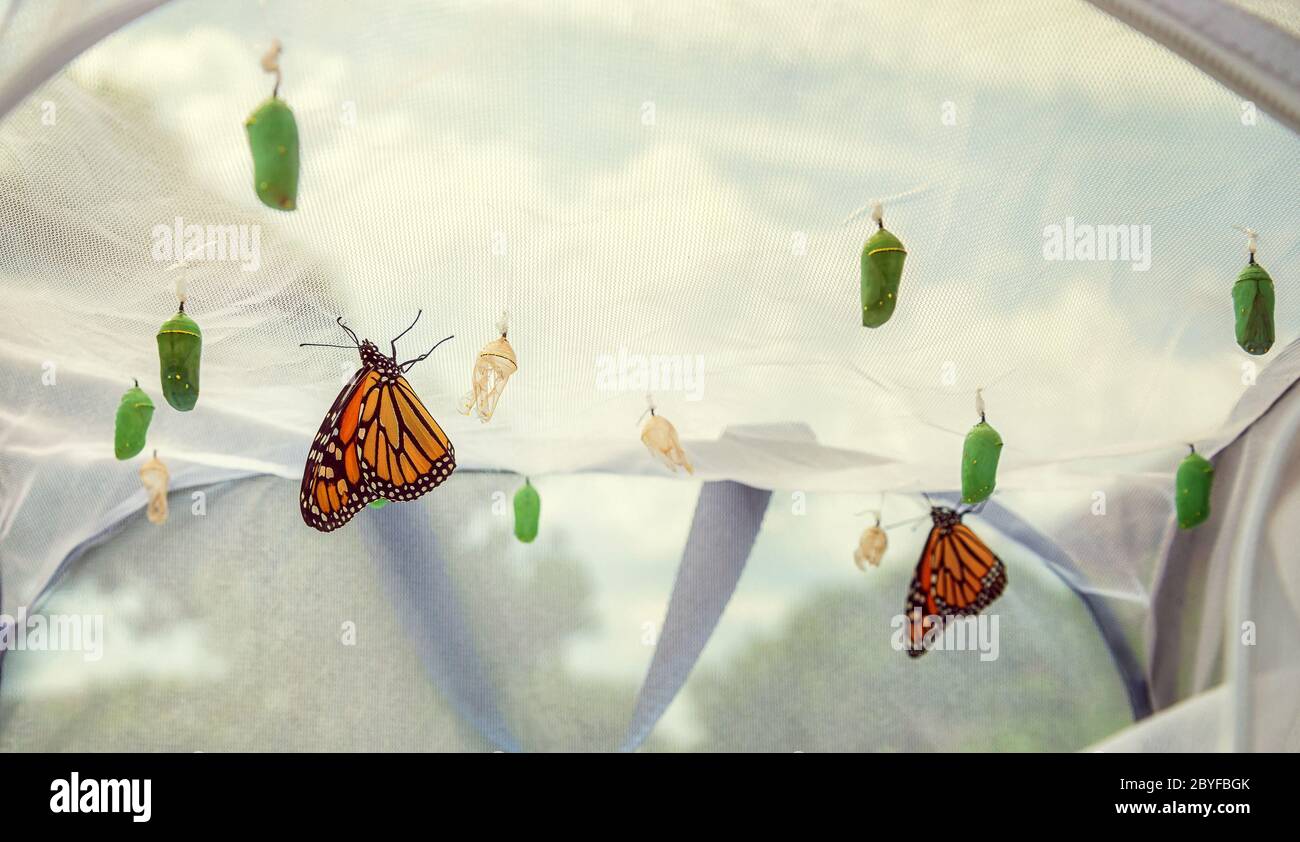 Monarch butterflies emerging in butterfly raising habitat. Several