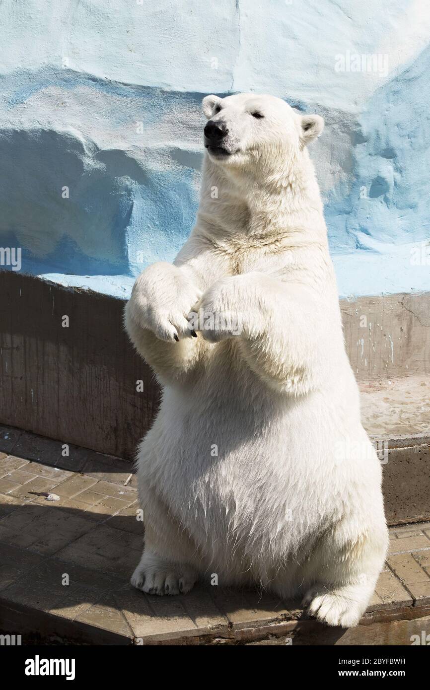 Polar Bear Hind Legs High Resolution Stock Photography and Images - Alamy