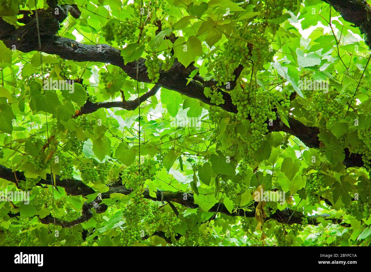 background of grape leaves Stock Photo