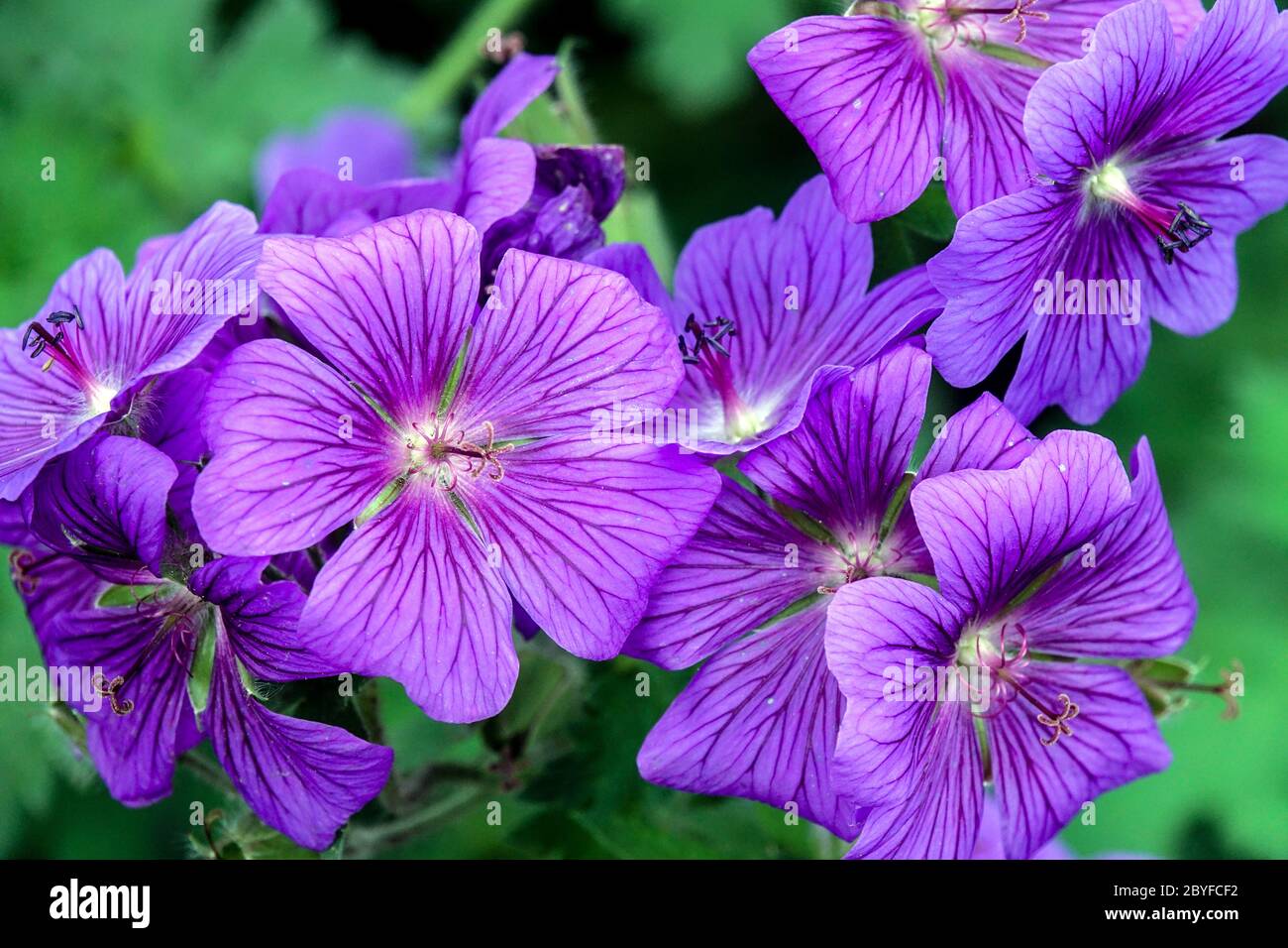 Hardy Geranium ‘Rosemoor’ Stock Photo