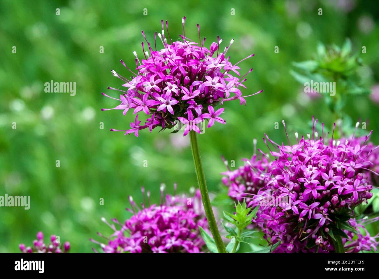 Crosswort Phuopsis stylosa Purpurglut Stock Photo