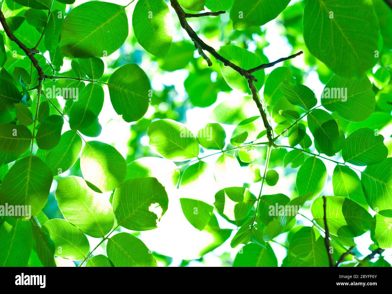 Fresh green leafs with blurs Stock Photo