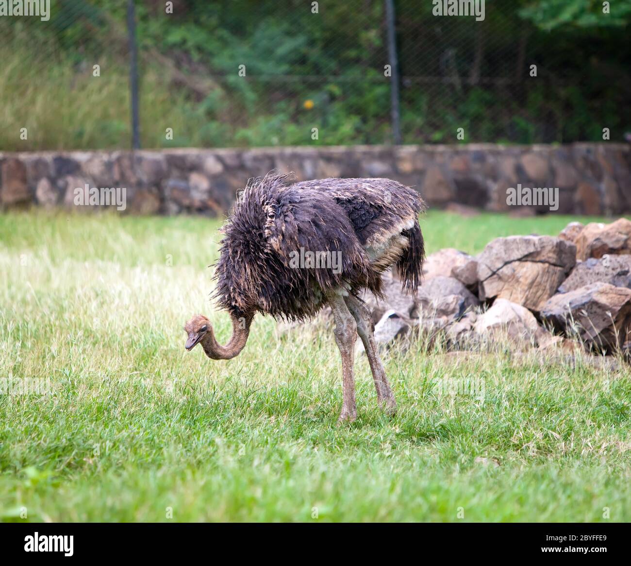 ostrich emu Stock Photo