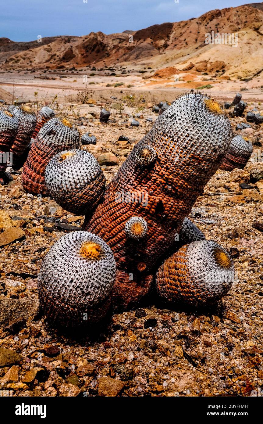 Cactus called 'copiapoa' in the Atacama Desert, Chile Stock Photo