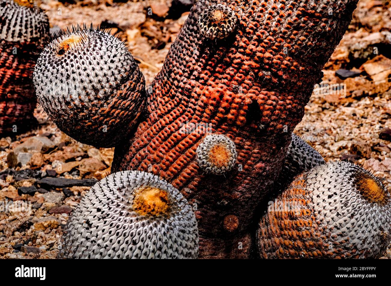Cactus called 'copiapoa' in the Atacama Desert, Chile Stock Photo