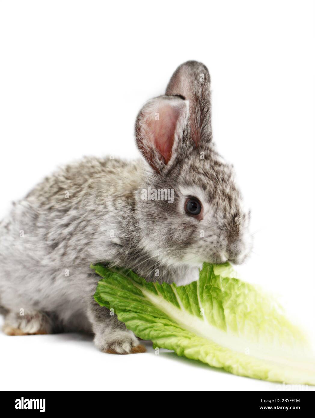 Gray rabbit bunny isolated on white background Stock Photo - Alamy