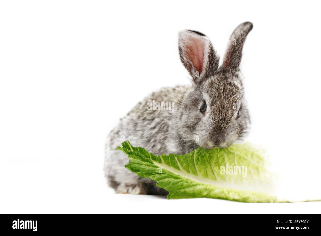 Gray rabbit bunny isolated on white background Stock Photo - Alamy