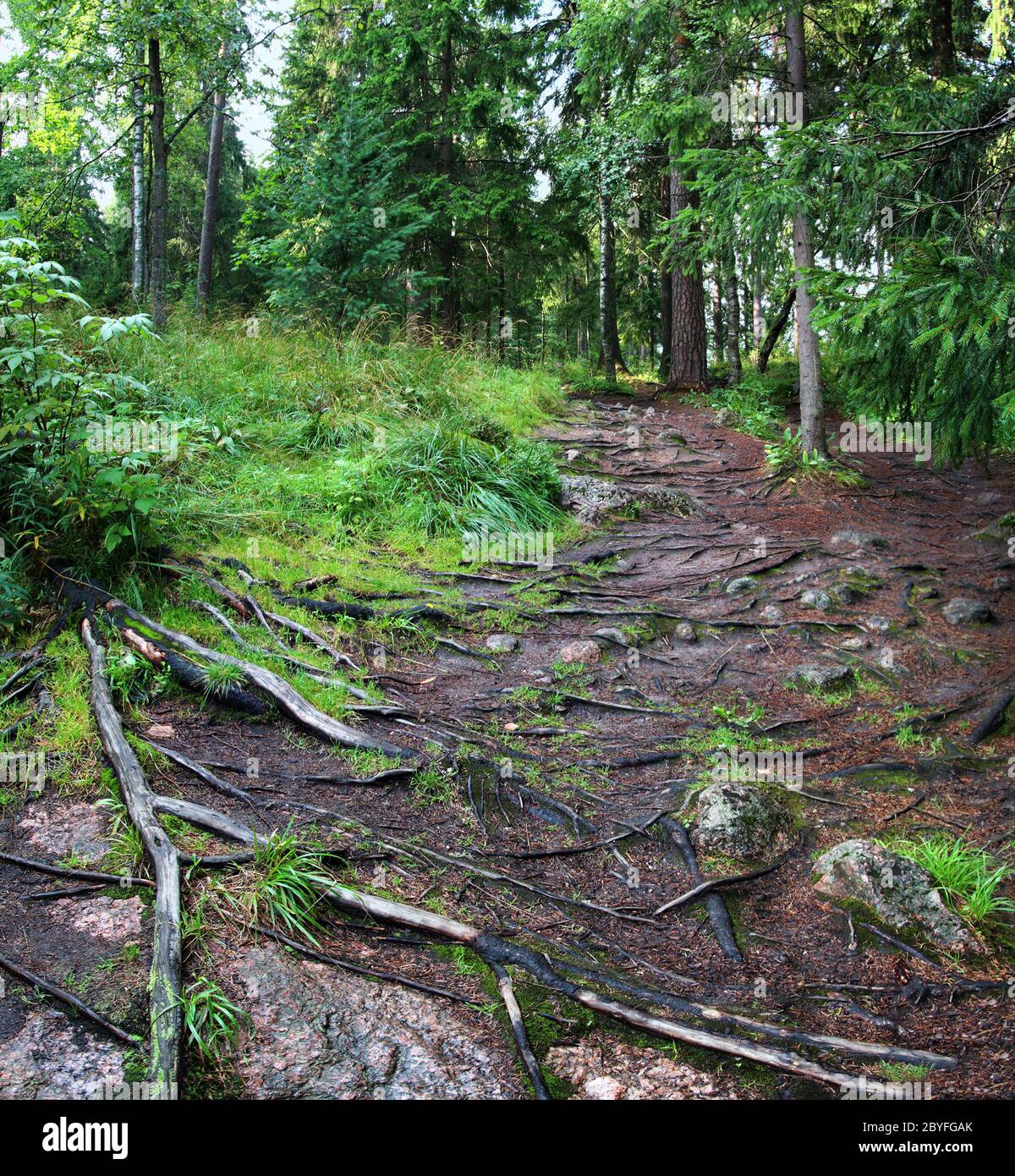 Forest mountain trail roots hi-res stock photography and images - Alamy