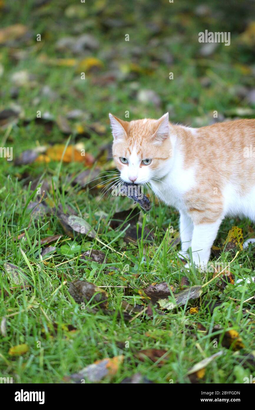 Cat caught the mouse Stock Photo Alamy