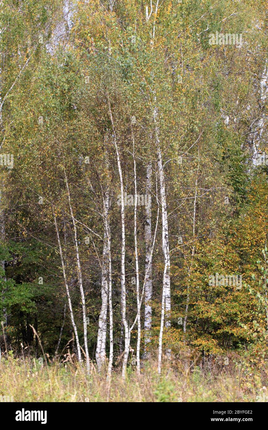 Sunlight in forest birch trees hi-res stock photography and images - Alamy