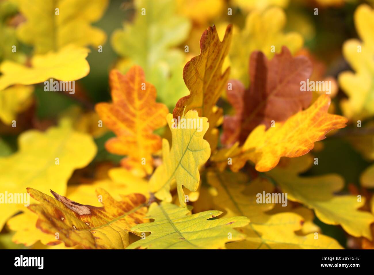 Yellow oak leaves Stock Photo