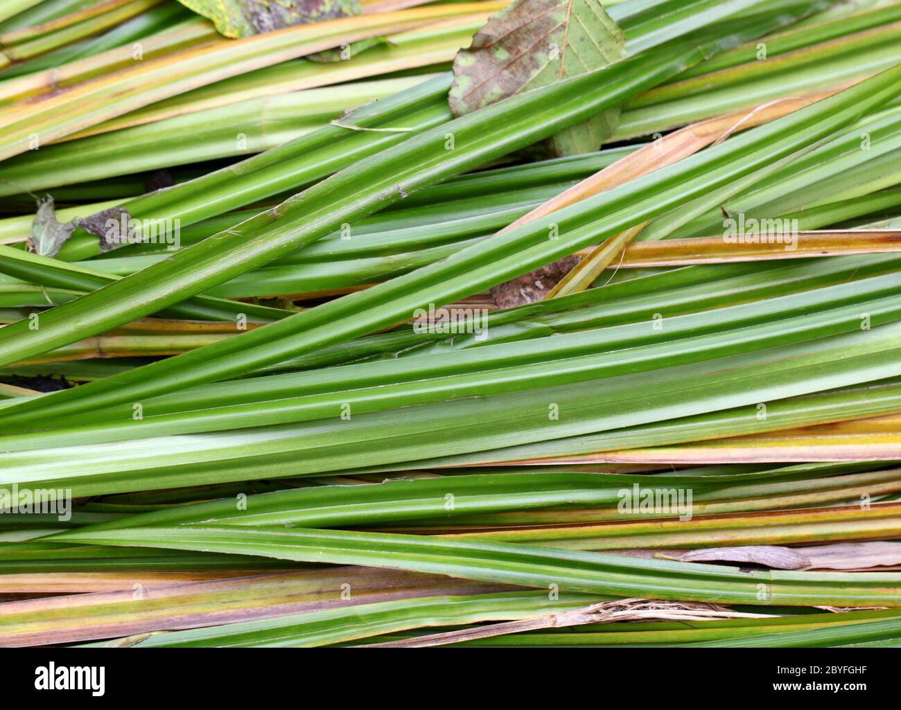 The river sedge grass Stock Photo