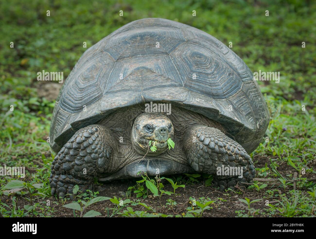 Giant turtle, Galapagos islands, Ecuador Stock Photo