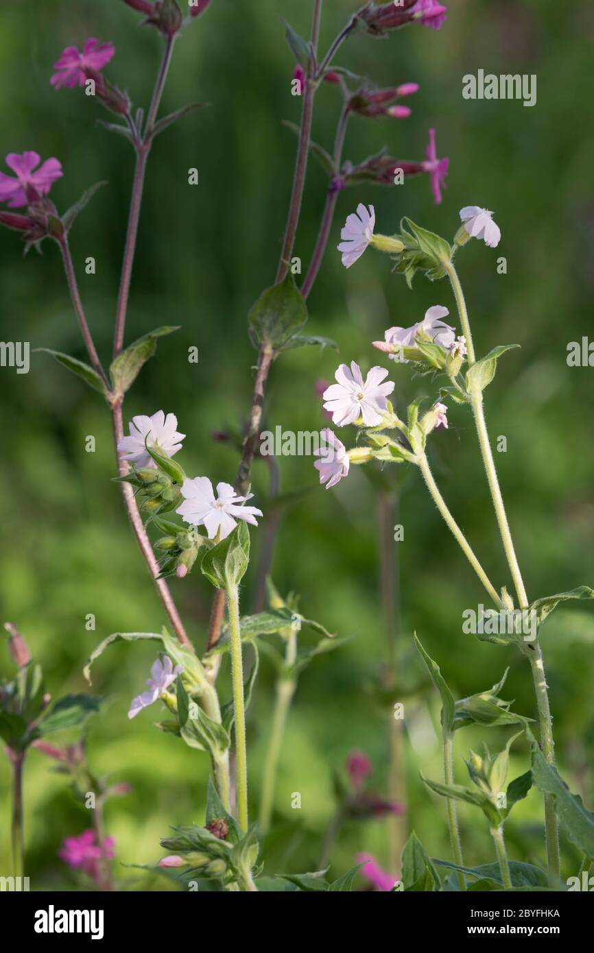 The Wildflowers Red and White Campion (Silene Dioica & Silene Latifolia) Growing Side by Side Stock Photo