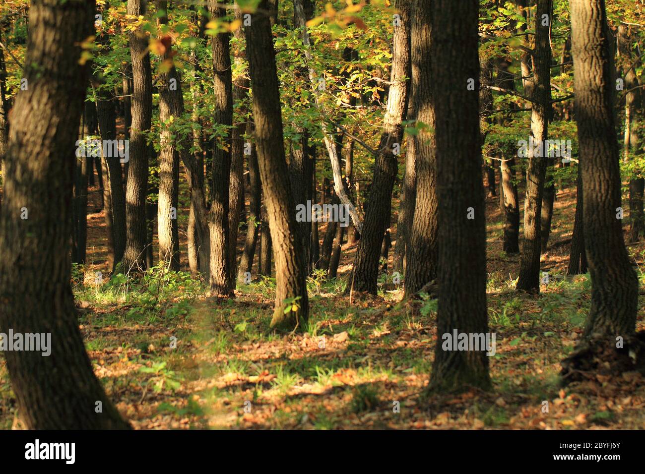 Autumn trees image hi-res stock photography and images - Alamy