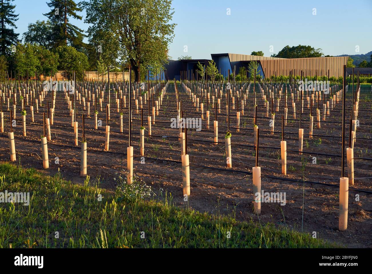 Young grape vines hi-res stock photography and images - Alamy